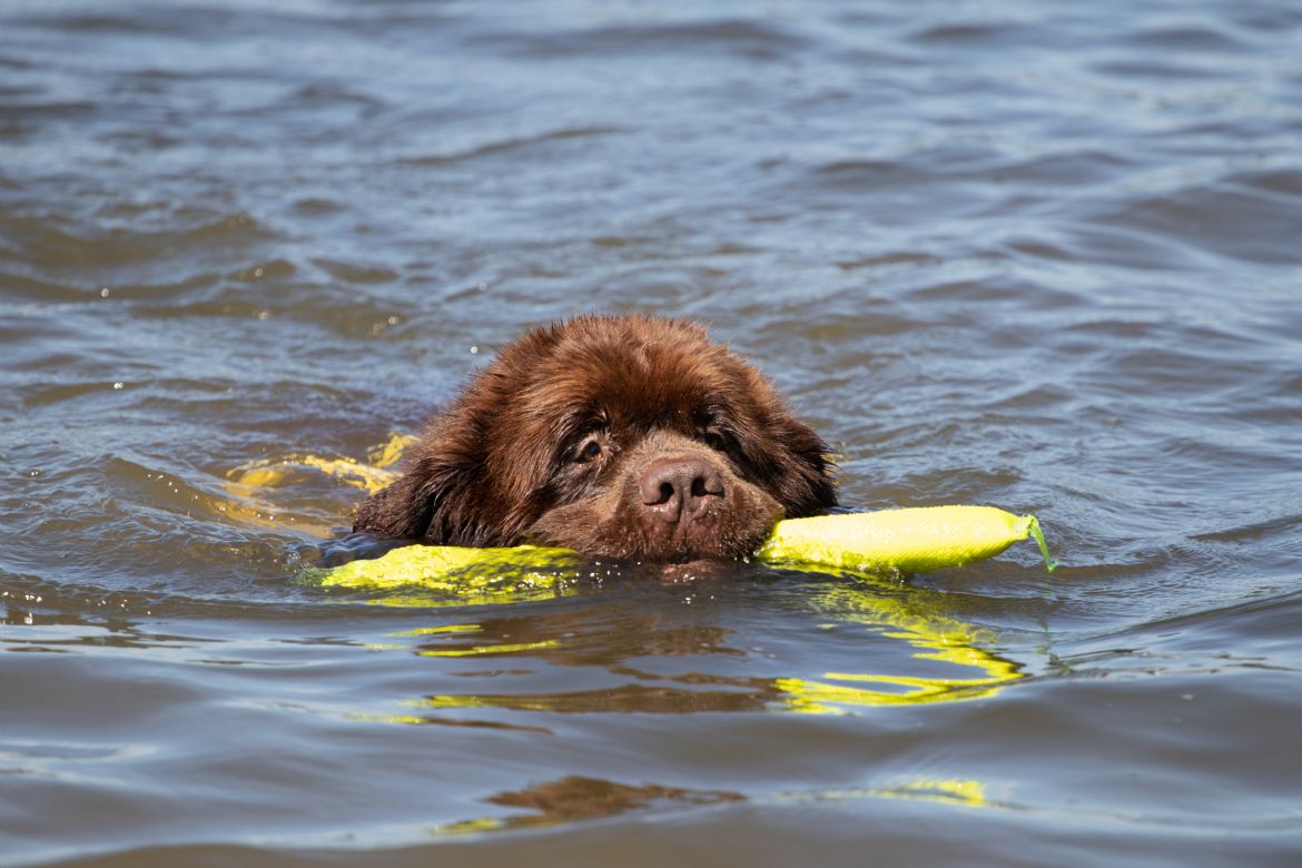 R Gabber Juul uit het Berenbos (17-04-2019)